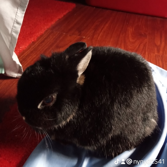 Like this post for when I go live and share - Picture 4 of 4